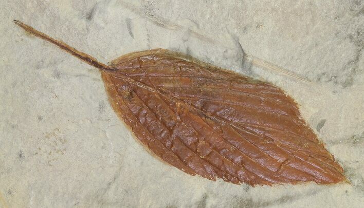 Detailed Fossil Hackberry Leaf - Montana #68326